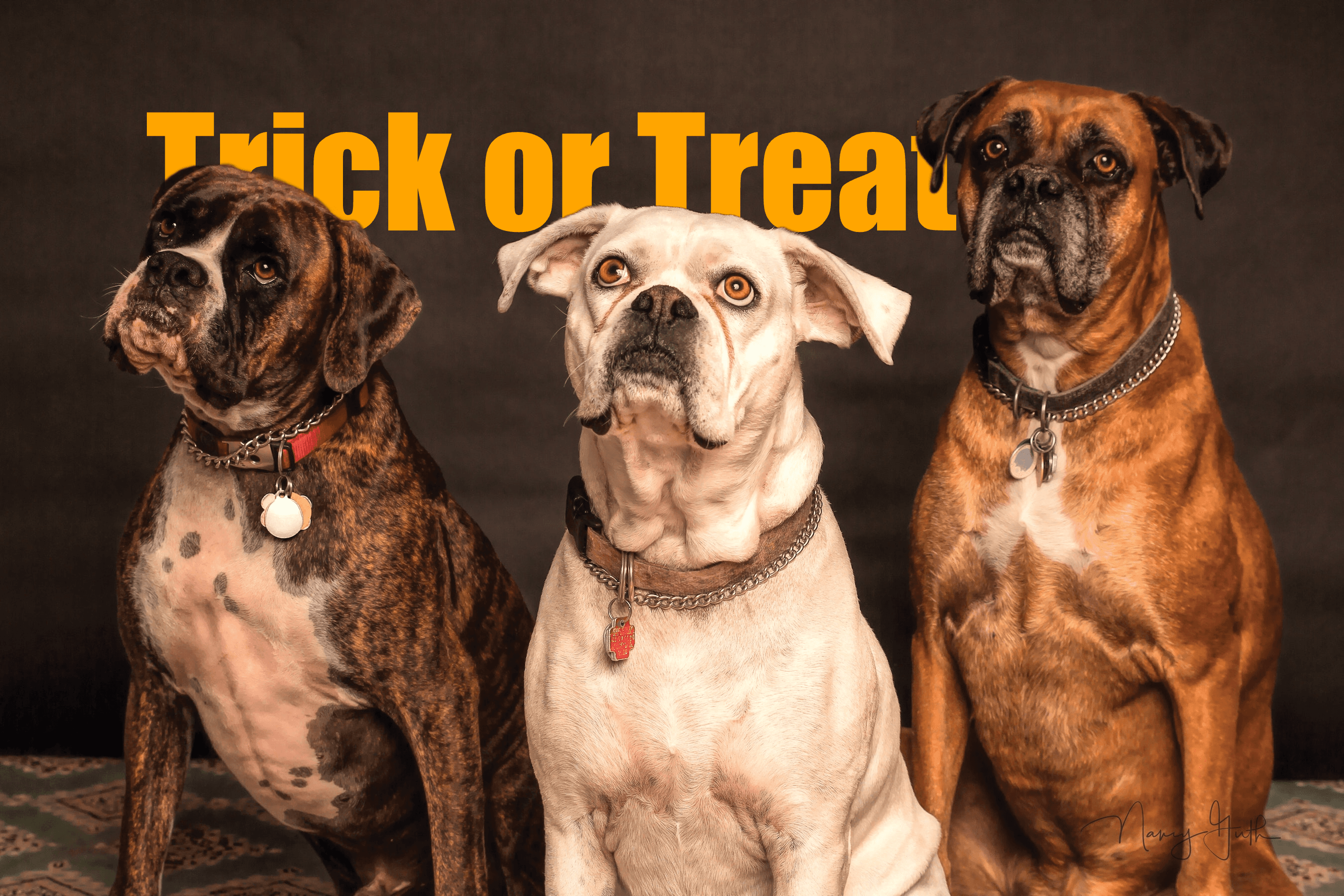 Three dogs